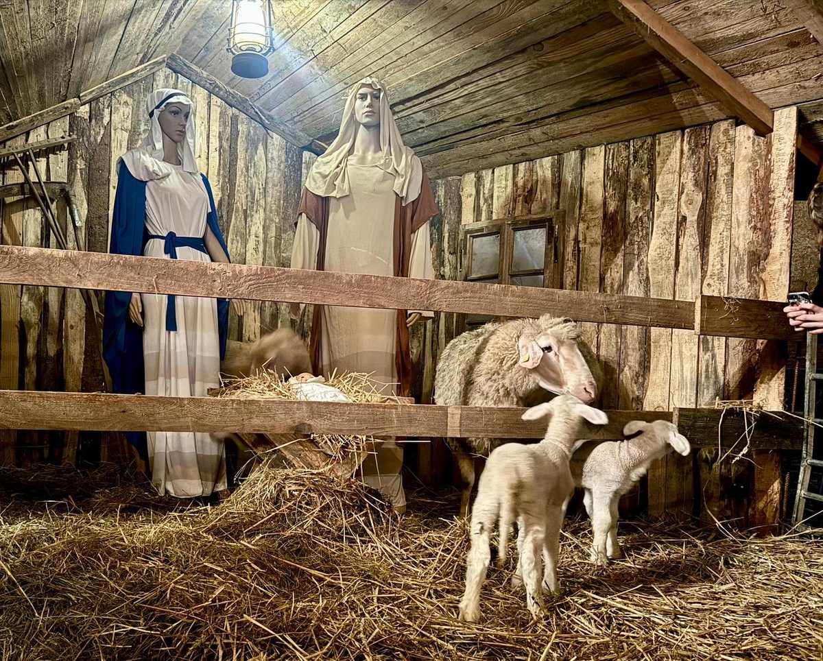 Advent im Schafstall